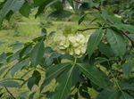 Foto Flores de jardín Árbol Hop, Ceniza Apestoso, Ceniza Oblea (Ptelea trifoliata), verde