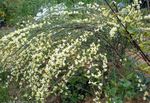 снимка Градински цветове Метла (Cytisus), жълт