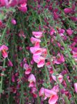 fotografie Zahradní květiny Koště (Cytisus), růžový