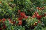 Photo bláthanna gairdín Quince (Chaenomeles-japonica), dearg