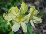 Foto Dārza Ziedi Acālijas, Pinxterbloom (Rhododendron), dzeltens