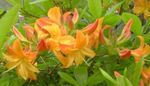 Foto Have Blomster Azalea, Pinxterbloom (Rhododendron), appelsin