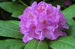 фотографија Баштенске Цветови Азалеас, Пинктерблоом (Rhododendron), лила