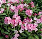 Foto Gartenblumen Azaleen, Pinxterbloom (Rhododendron), rosa