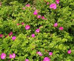 Фото Садовые Цветы Роза морщинистая (Роза ругоза) (Rosa-rugosa), розовый