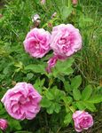 Photo bláthanna gairdín Trá Ardaigh (Rosa-rugosa), bándearg