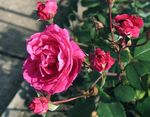 Foto Dārza Ziedi Roze (rose), sārts