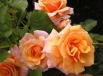 Foto Dārza Ziedi Polyantha Rožu (Rosa polyantha), oranžs