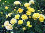 φωτογραφία Λουλούδια κήπου Polyantha Τριαντάφυλλο (Rosa polyantha), κίτρινος