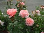 fénykép Kerti Virágok Grandiflora Emelkedett (Rose grandiflora), rózsaszín