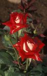 fénykép Kerti Virágok Grandiflora Emelkedett (Rose grandiflora), piros