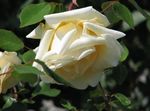 foto Flores do Jardim Rosa Rambler, Subindo Rosa (Rose Rambler), amarelo