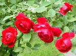 Photo les fleurs du jardin Rambler Rose, Rose Escalade (Rose Rambler), rouge