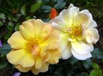 fotografie Zahradní květiny Růže Půdopokryvná (Rose-Ground-Cover), žlutý