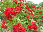 fotoğraf Bahçe Çiçekleri Gül Toprak Örtüsü (Rose-Ground-Cover), kırmızı