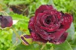 Foto Dārza Ziedi Hibrīds Tēja Rožu (Rosa), burgundietis