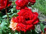 სურათი ბაღის ყვავილები ჰიბრიდული ჩაის ვარდი (Rosa), წითელი