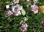 Photo bláthanna gairdín Tae Hibrideach Ardaigh (Rosa), lilac