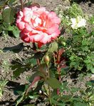 fotografie Záhradné kvety Hybrid Čajovej Ruže (Rosa), oranžový