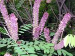 fotografija Vrtno Cvetje Indigobush, False Indigo, Baraba Indigo, Reka Kobilic (Amorpha-fruticosa), lila
