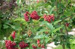 fotografie Gradina Flori Rowan, Frasin De Munte (Sorbus aucuparia), roșu