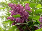 Algengar Lilac, French Lilac