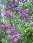 φωτογραφία Λουλούδια κήπου Κοινή Λιλά, Λιλά Γαλλικά (Syringa vulgaris), βιολέτα