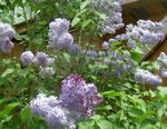 foto I fiori da giardino Lilac Comuni, Lilla Francese (Syringa vulgaris), lilla