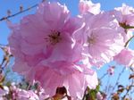 Photo les fleurs du jardin Prunus, Prunier , rose
