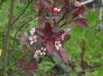 fotografie Záhradné kvety Prunus, Slivka , biely