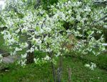 fotografie Záhradné kvety Prunus, Slivka , biely