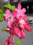 Foto Have Blomster Gyldne Ribs, Redflower Ribs (Ribes), rød