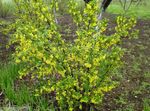 Photo Golden Currant, Redflower Currant (Ribes), yellow