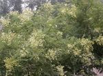 foto Flores do Jardim Japanese Árvore De Pagode, Árvore-Scholar (Sophora), branco
