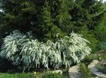 Фото Садовые Цветы Спирея (Таволга) весеннецветущая (Spiraea), белый
