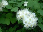 フォト 庭の花 Spirea、ブライダルのベール、サンザシ (Spiraea), ホワイト