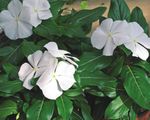 zdjęcie Ogrodowe Kwiaty Barwinek (Vinca) (Vinca minor), biały