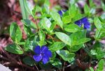 fotografie Záhradné kvety Obyčajný Brčál, Postupný Myrty, Kvet-Of-Smrti (Vinca minor), modrá