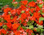 fotografie Zahradní květiny Obyčejný Brčál, Plíživý Myrta, Flower-Of-Smrti (Vinca minor), červená