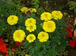 სურათი ბაღის ყვავილები გულყვითელას (Tagetes), ყვითელი