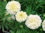 Photo Garden Flowers Marigold (Tagetes), white