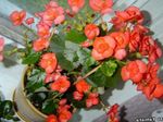 Foto Dārza Ziedi Vaska Begoniju (Begonia semperflorens cultorum), oranžs