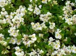 Bilde Hage blomster Voks Begonier (Begonia semperflorens cultorum), hvit