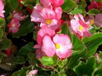 Photo bláthanna gairdín Begonias Céir (Begonia semperflorens cultorum), bándearg