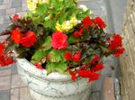 fotografie Gradina Flori Ceară Begonia, Begonia Tuberculate (Begonia tuberhybrida), roșu