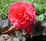Foto Gartenblumen Wachs-Begonie, Knollenbegonie (Begonia tuberhybrida), rosa