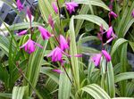 фотографија Баштенске Цветови Гроунд Орхидеја, Пругасти Блетилла (Bletilla), розе