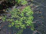 fotografie Záhradné kvety Voda Prvosienky, Močiar Kapustová, Močiar Seedbox (Callitriche palustris), zelená