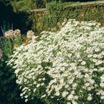 Foto Flores de jardín Aster De Bolton, Margarita De Muñeca Blanca, Falsa Aster, Falsa Manzanilla (Boltonia asteroides), blanco