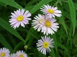 Photo Garden Flowers Bolton's Aster, White Doll's Daisy, False Aster, False Chamomile (Boltonia asteroides), pink